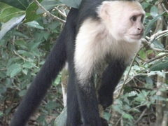 Kapuzineraffe im Manuel Antonio Nationalpark - Costa Rica